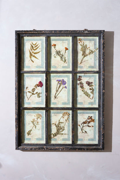 Large Italian Herbarium Plant study frame - No 1