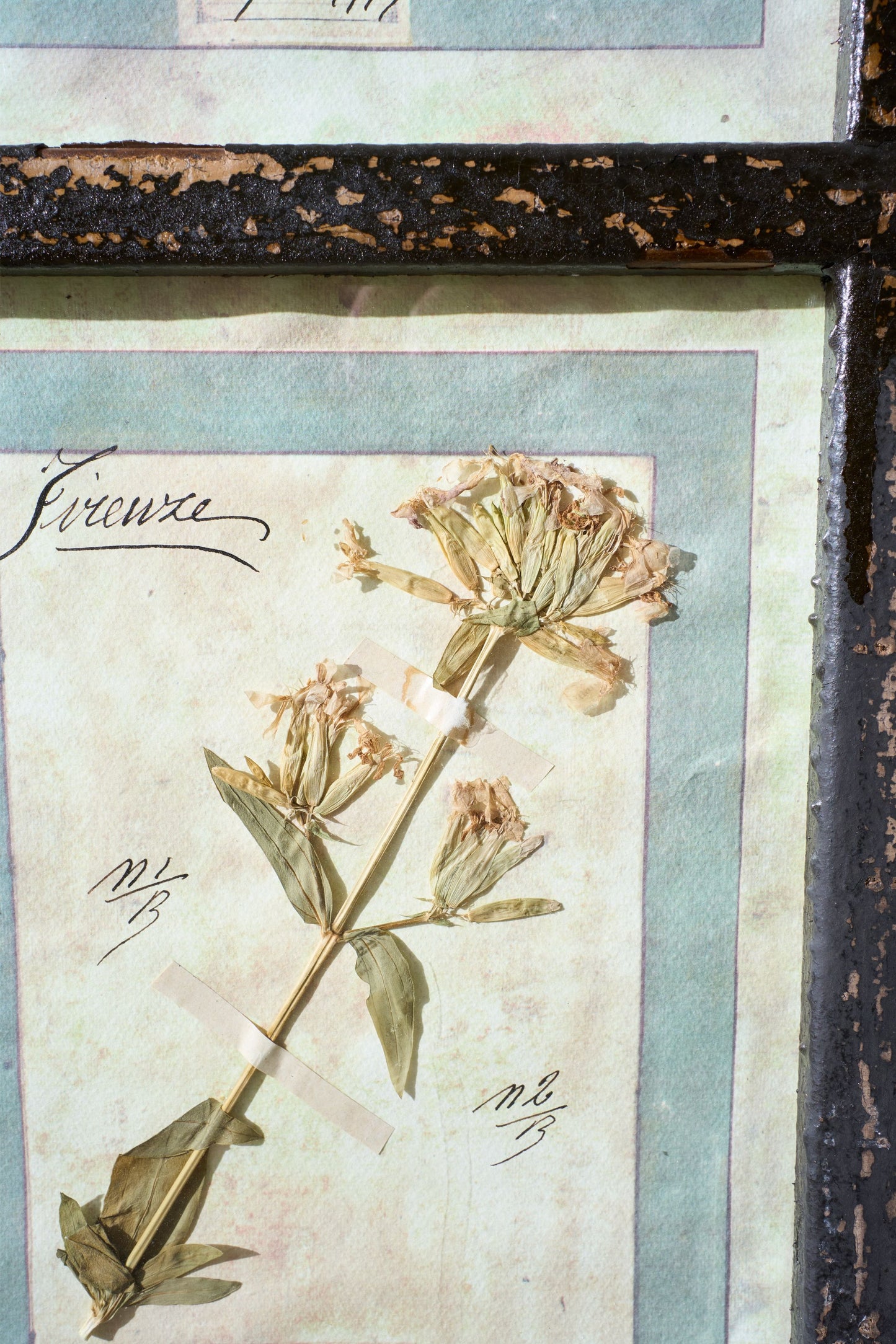 Large Italian Herbarium Plant study frame - No 1