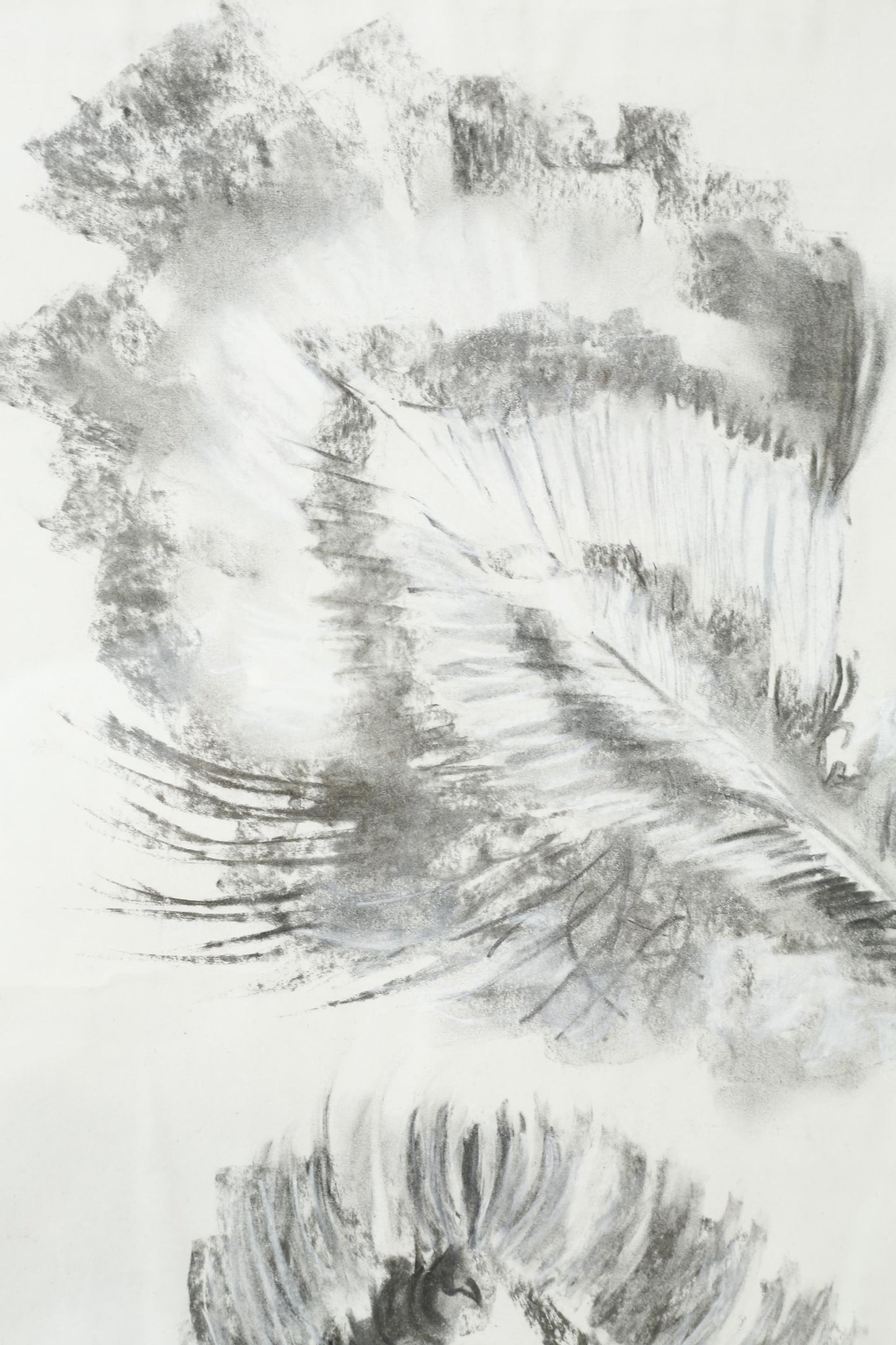 21st century Charcoal and chalk artwork - Feathers 2