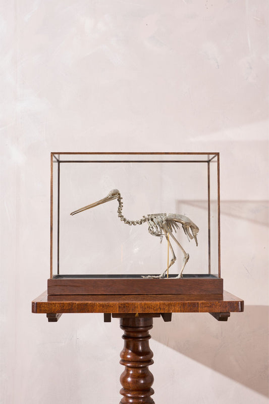 A Skeleton Cast of a New Zealand Kiwi bird